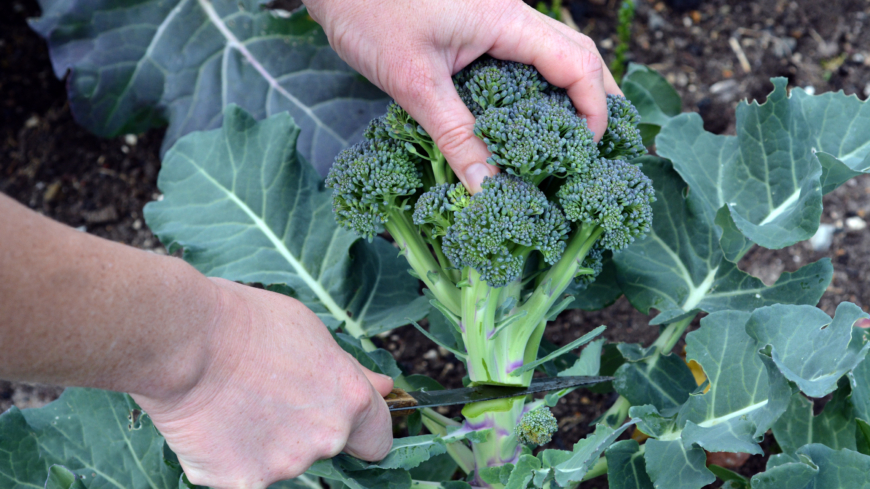 Svenska odlare har nu börjat skörda de första skördarna av den hälsosamma superbroccolin. Foto: Shutterstock
